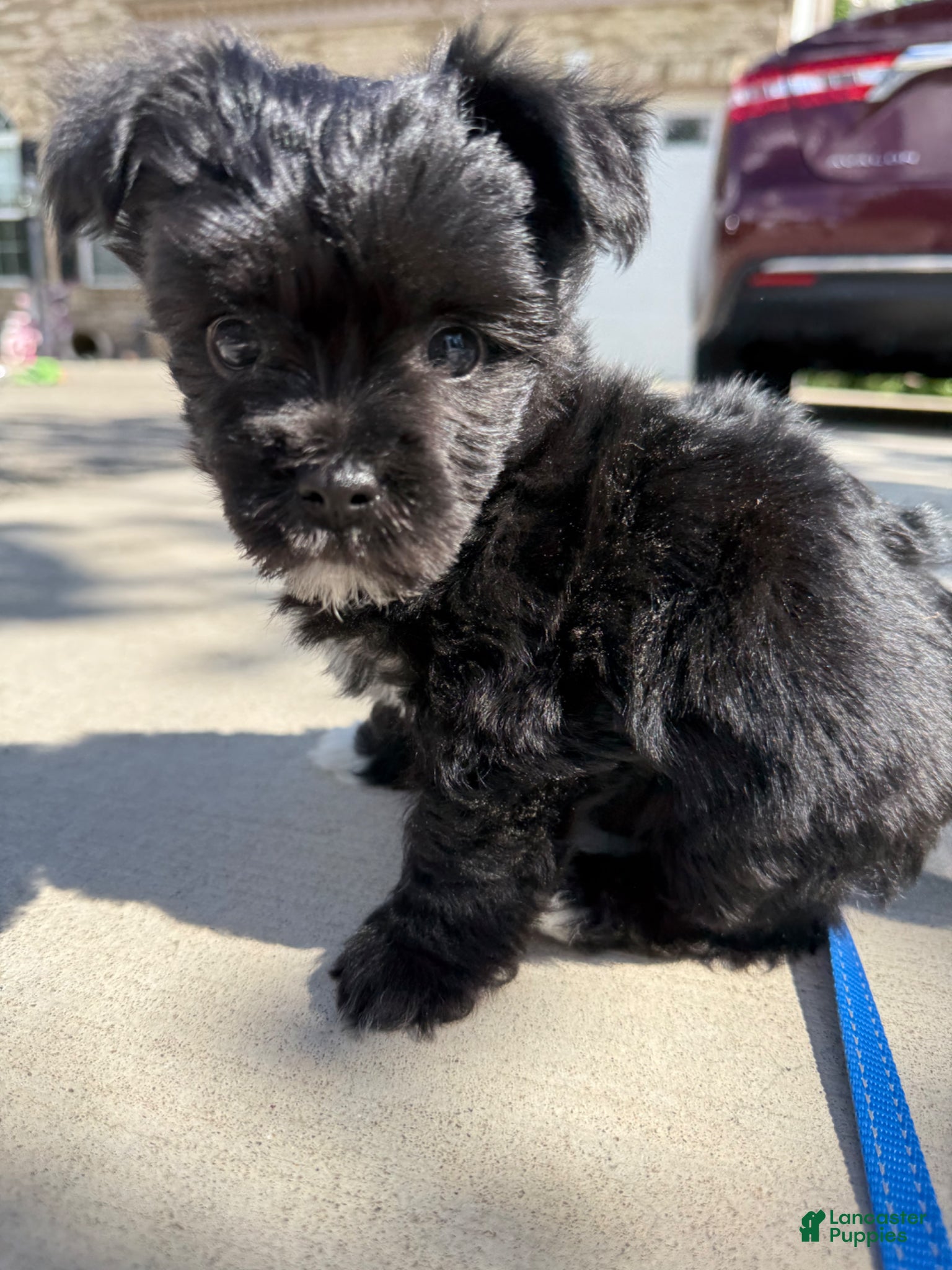 Yorkshire Terrier dogs for sale: Yorkshire Terrier Puppy 1 - Ad 1