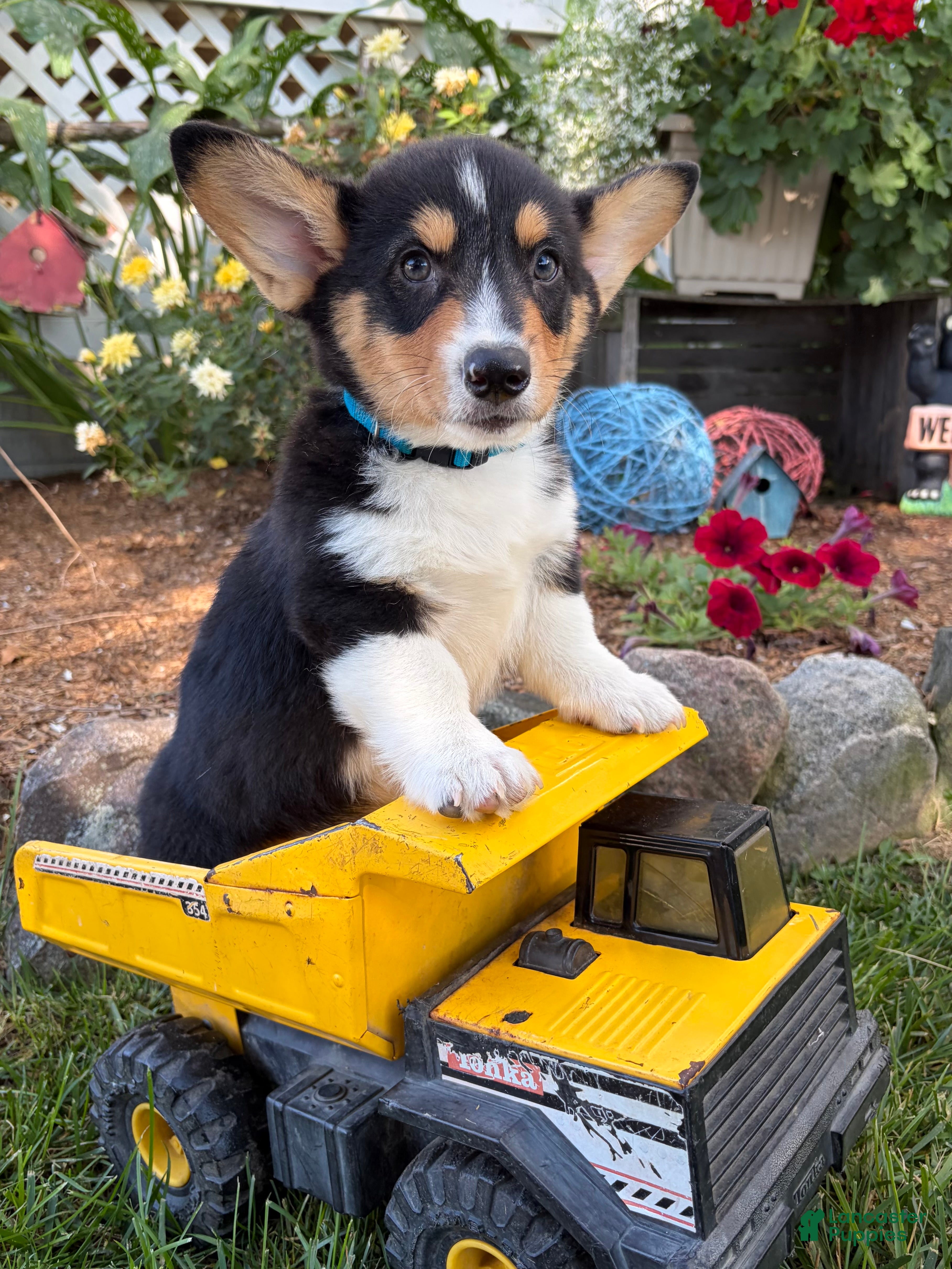 Welsh Corgi Pembroke dogs Newton - Ad 2