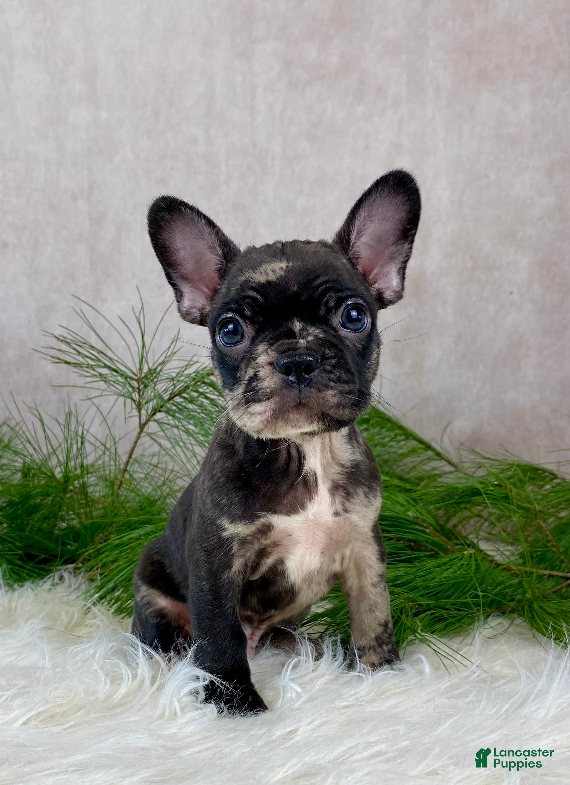 Mixed Breed dogs Mr. Jax - Ad 9