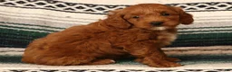Mini Goldendoodle dogs for sale: Miles - Ad 5