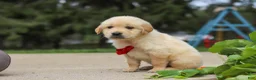 Golden Retriever dogs for sale: Buddy - Ad 4