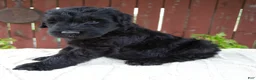 Giant Schnauzer dogs for sale: Tucker - Ad 5