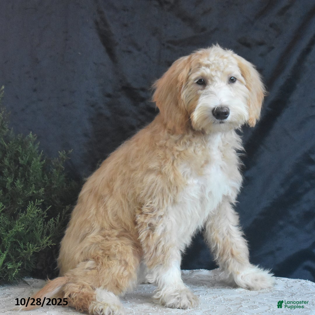 Goldendoodle dogs for sale: Ginger - Ad 5