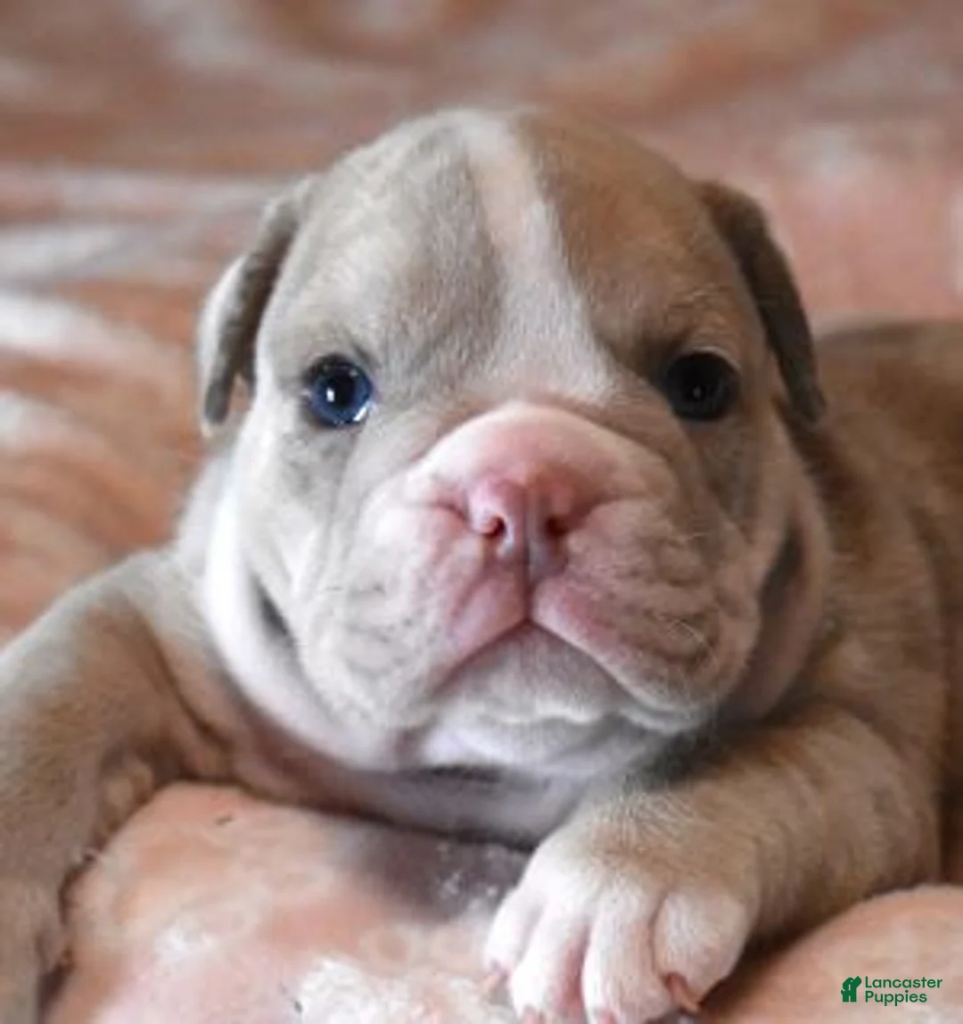 English Bulldog dogs for sale: AMBER LILAC MERLE - Ad 4