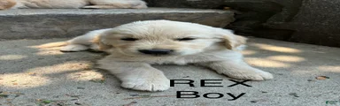 Rex
