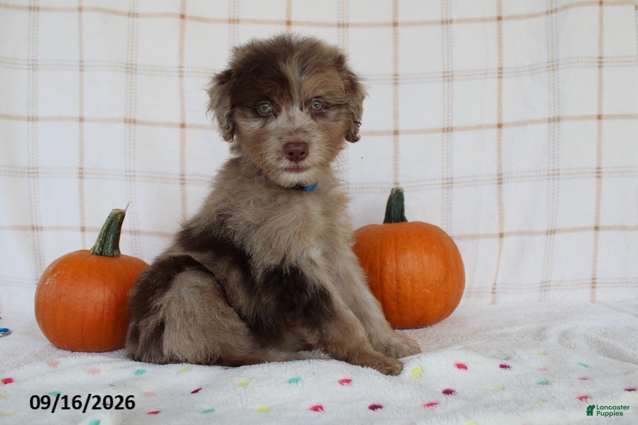Mini Aussiedoodle dogs Baxter - Ad 1