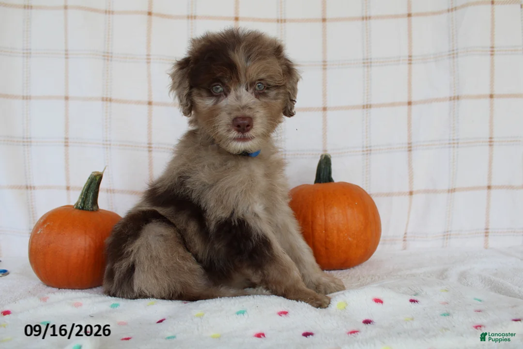 Mini Aussiedoodle dogs for sale: Baxter - Ad 1