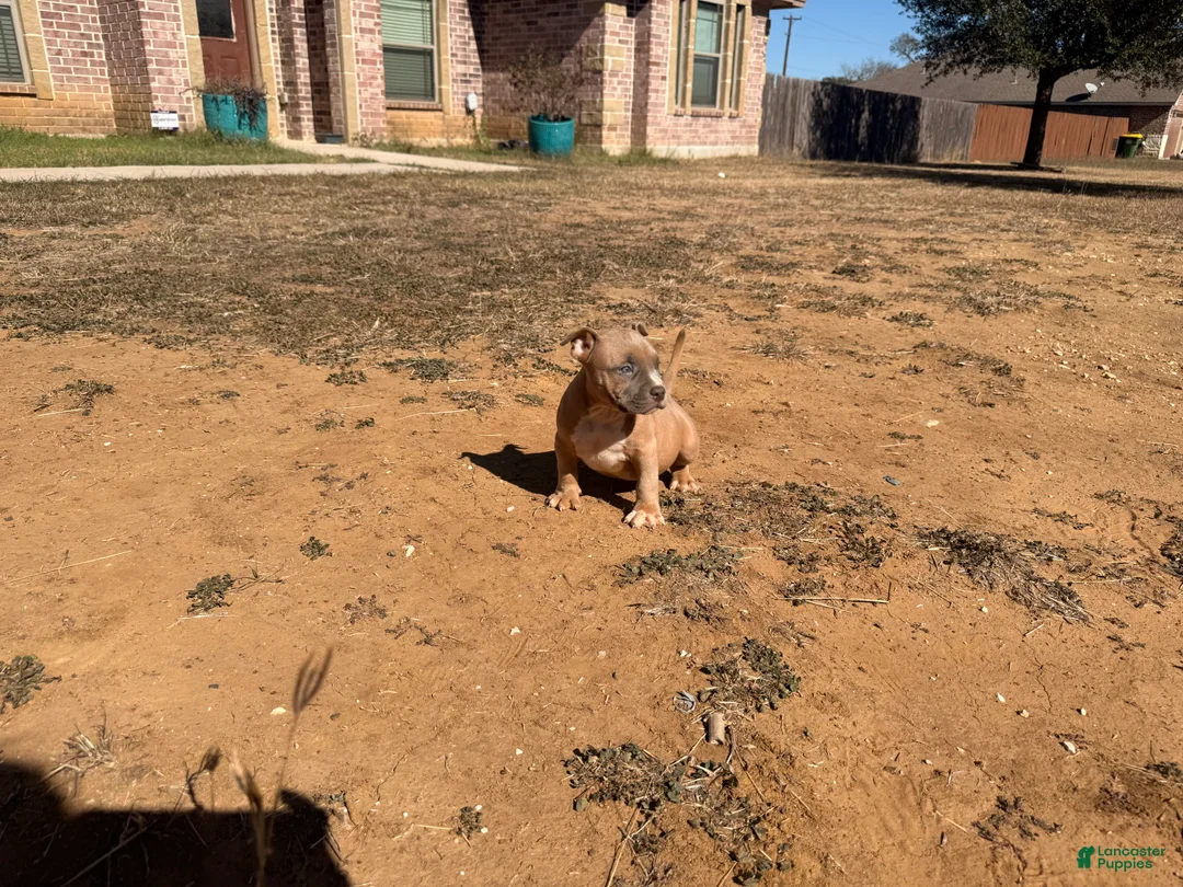 American Bully dogs for sale: American Bully Puppy 3 - Ad 8