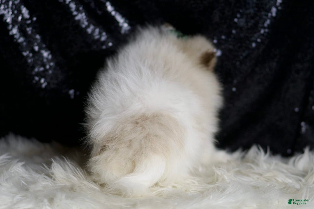 Pomeranian dogs for sale: Chai - Ad 6
