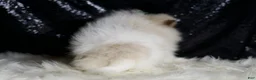 Pomeranian dogs for sale: Chai - Ad 6