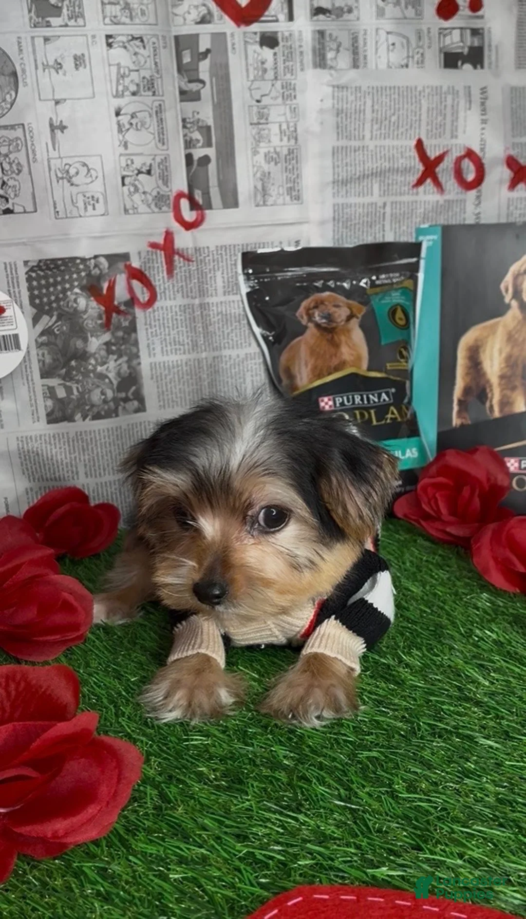 Yorkshire Terrier dogs for sale: Halo - Ad 10