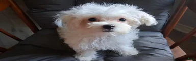 Abel
