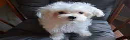 Maltese dogs for sale: Abel - Ad 1