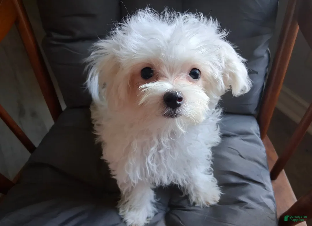 Maltese dogs for sale: Abel - Ad 1