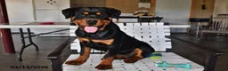 Rottweiler dogs for sale: Bella   - Ad 1
