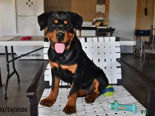 Rottweiler dogs for sale: Bella - Ad 4