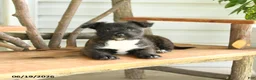 Mixed Breed dogs for sale: Bella   - Ad 3