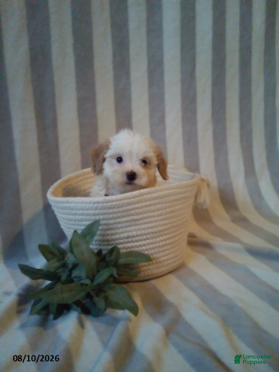 Havapoo dogs for sale: Polly - Ad 2