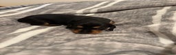 Dachshund dogs for sale: Chevy - Ad 2