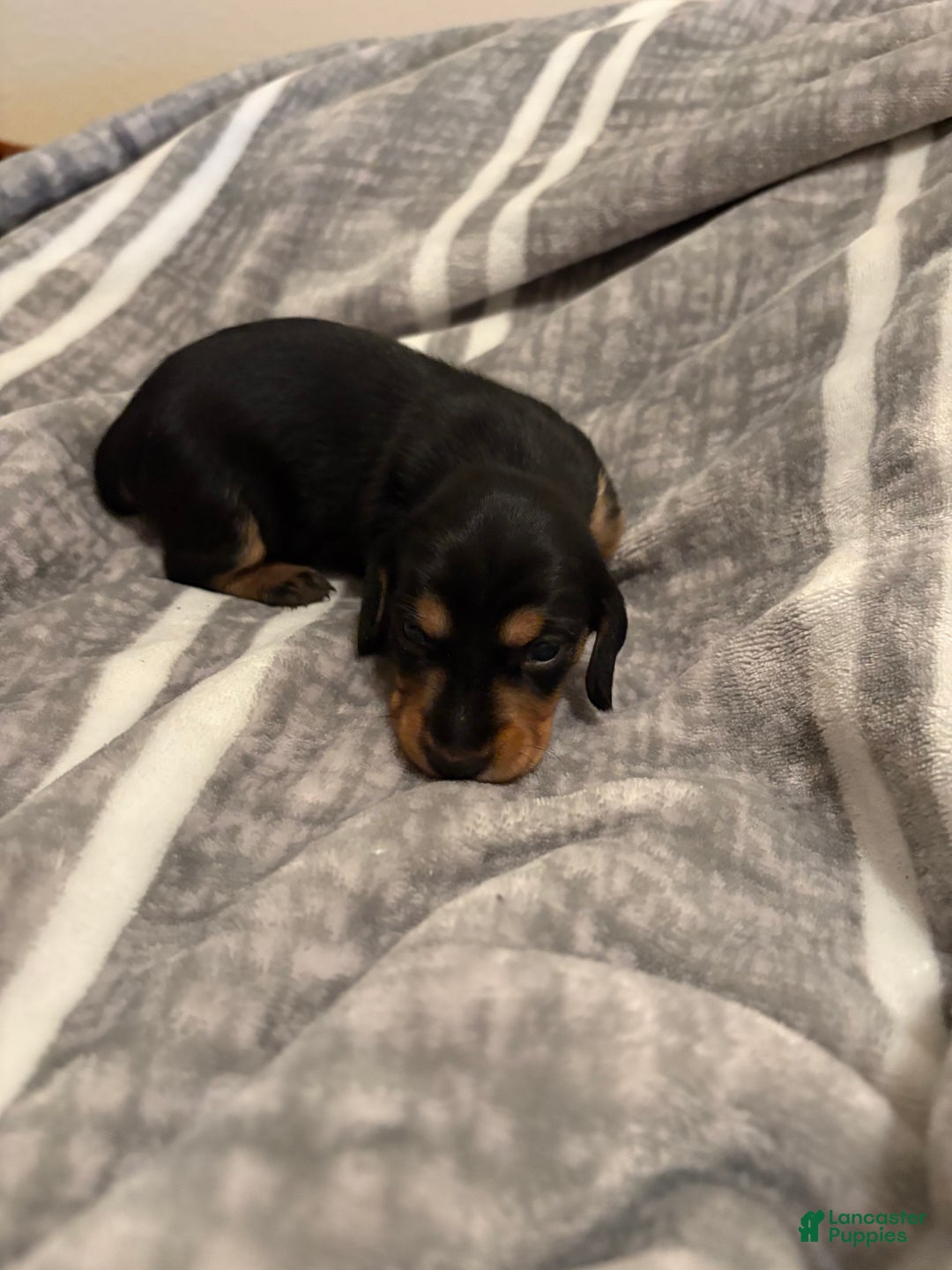Dachshund dogs for sale: Chevy - Ad 2