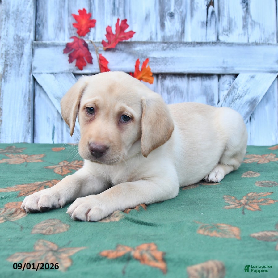 Labrador Retriever dogs Haley - Ad 1