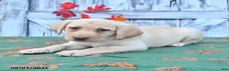 Labrador Retriever dogs for sale: Haley - Ad 1
