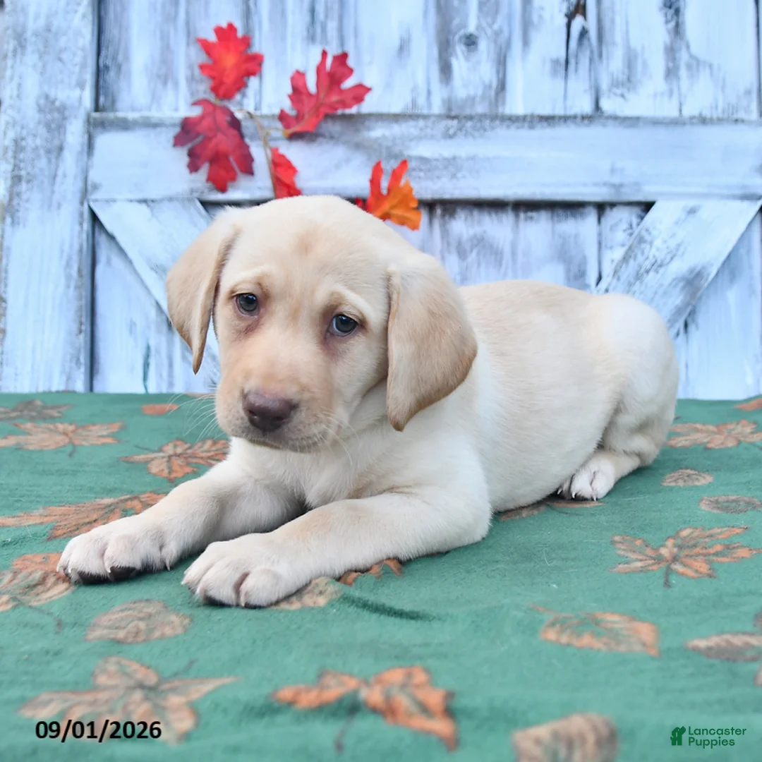 Labrador Retriever dogs for sale: Haley - Ad 1