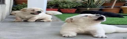 Labrador Retriever dogs for sale: Labrador Retriever 2 - Ad 3
