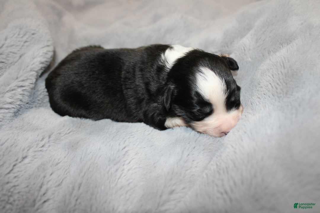 Miniature Australian Shepherd dogs for sale: Cake - Ad 4