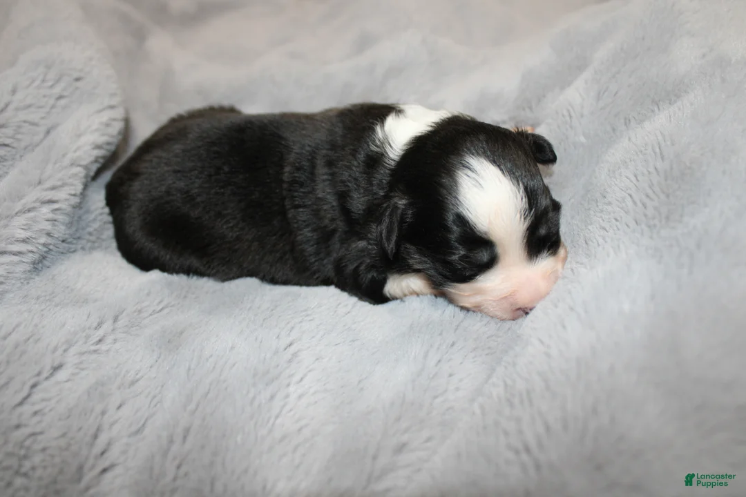 Miniature Australian Shepherd dogs for sale: Cake - Ad 4