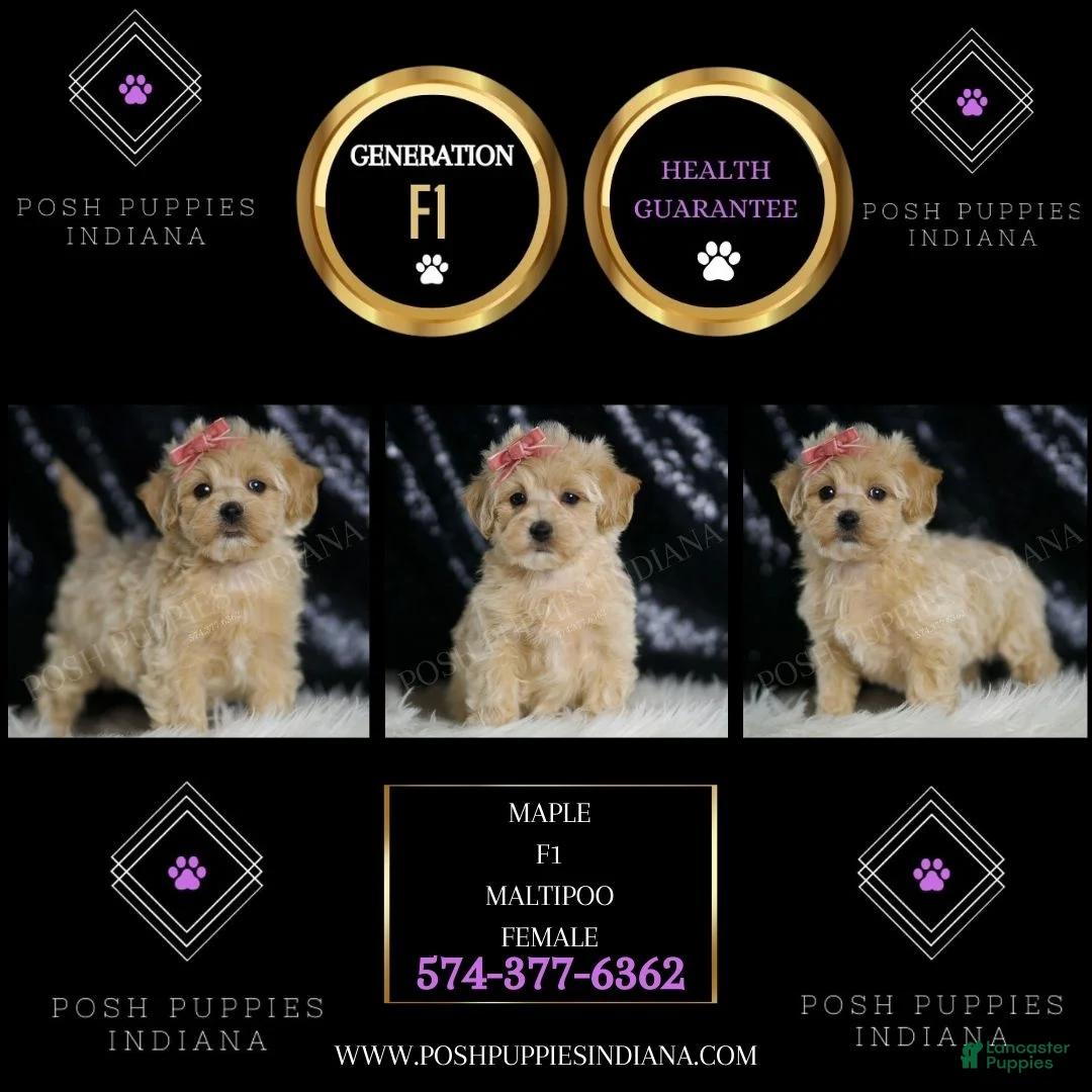 Maltipoo dogs for sale: Maple  - Ad 2