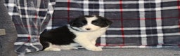 Border Collie dogs for sale: Frosty - Ad 2
