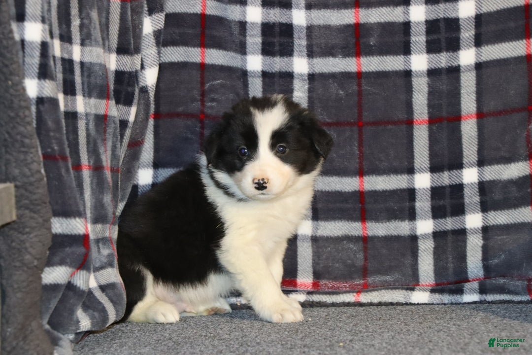 Border Collie dogs for sale: Frosty - Ad 2