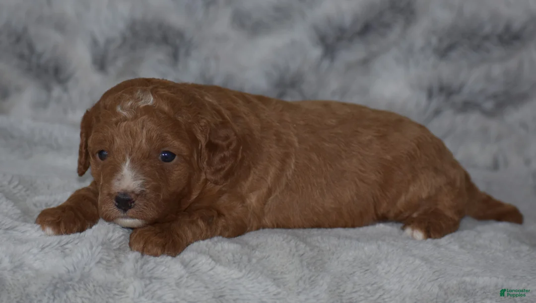 Miniature Poodle dogs for sale: Ridge - Ad 2