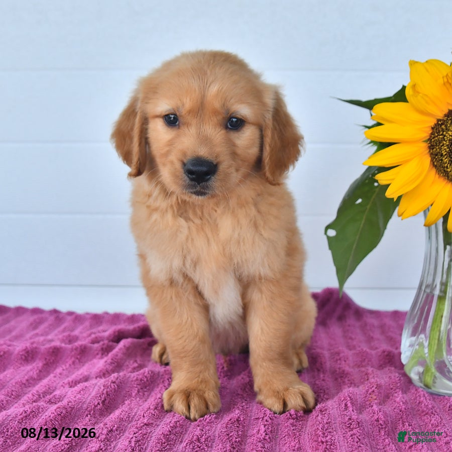 Golden Retriever dogs Cinnamon - Ad 2