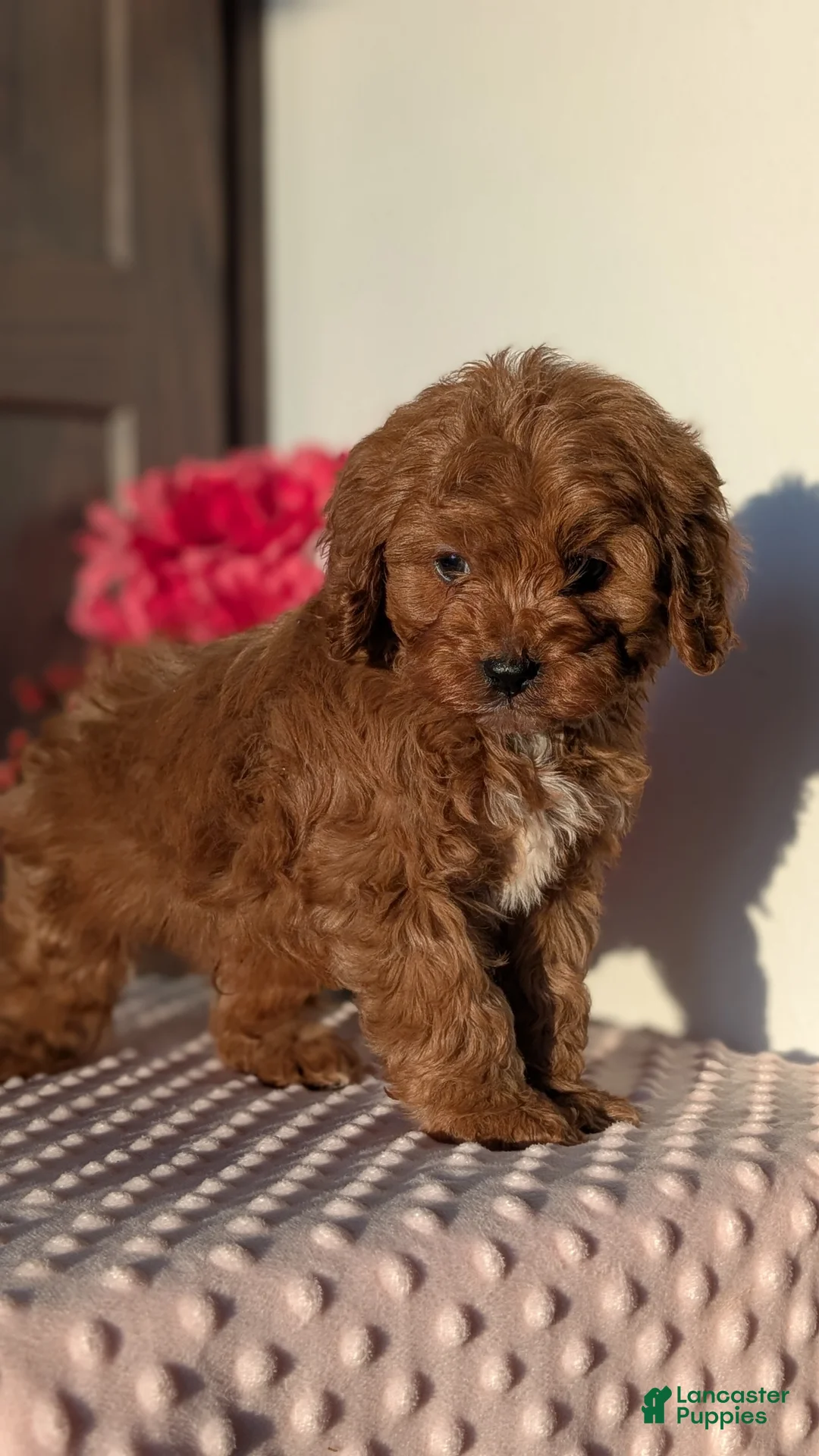 Cavapoo dogs for sale: Turbo  - Ad 11