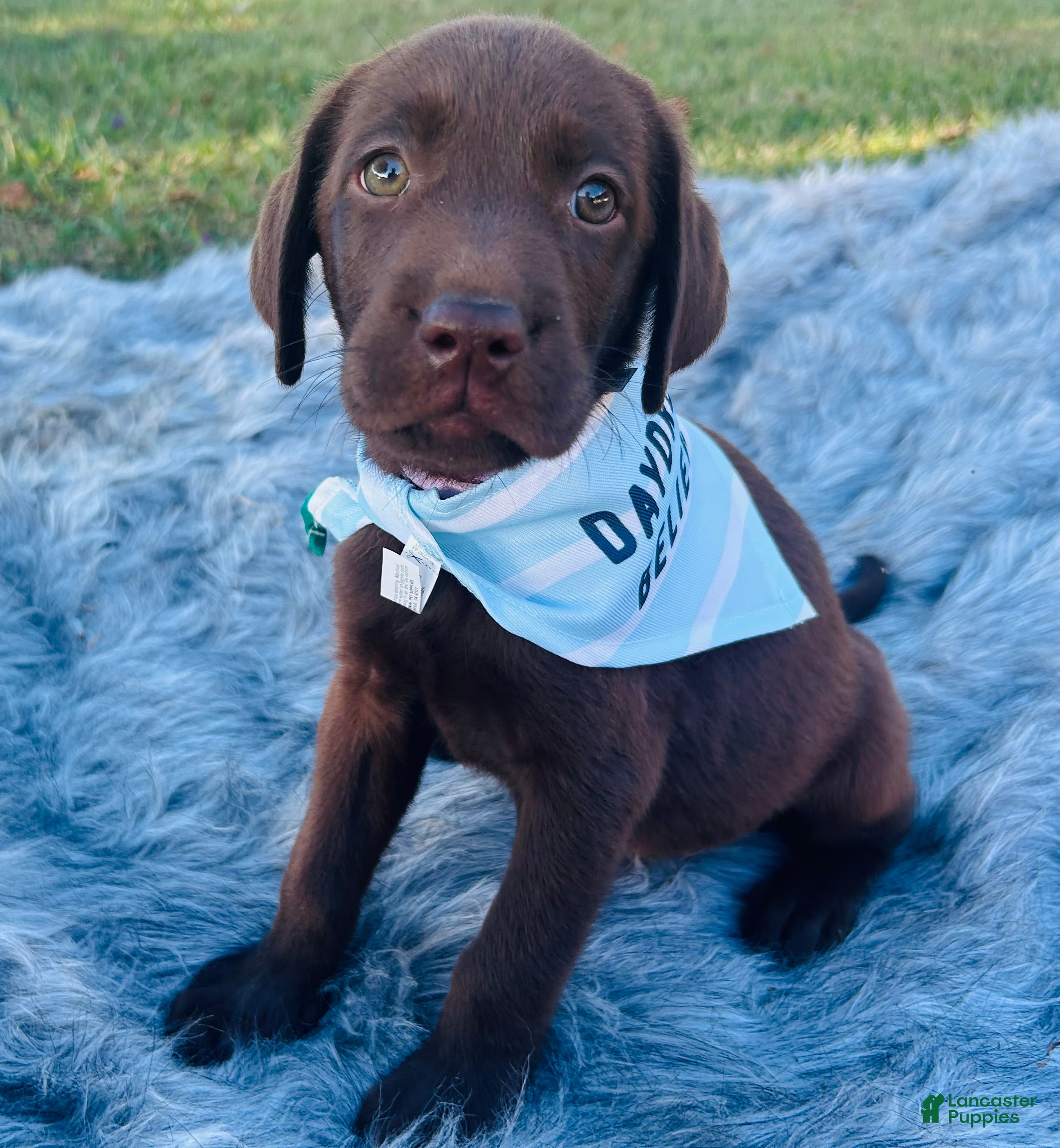 Labrador Retriever dogs Labrador Retriever purple  - Ad 1