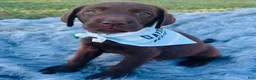 Labrador Retriever dogs for sale: Labrador Retriever purple  - Ad 1