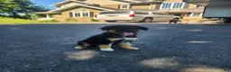 Mixed Breed dogs for sale: River  - Ad 1