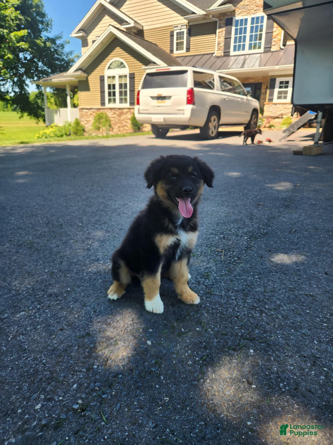 Mixed Breed dogs for sale: River  - Ad 1