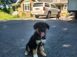 Mixed Breed dogs for sale: River - Ad 3