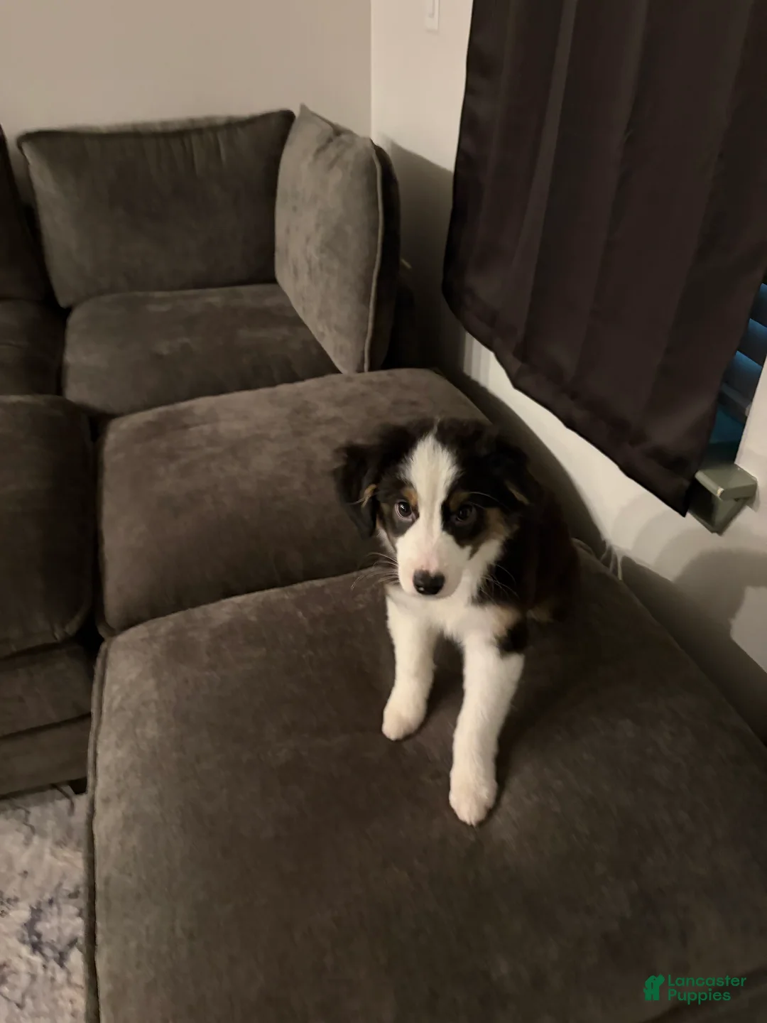 Australian Cattle Dog dogs for sale: Australian Cattle Dog 1 - Ad 2
