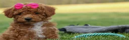 Miniature Poodle dogs for sale: Zuzu - Ad 15