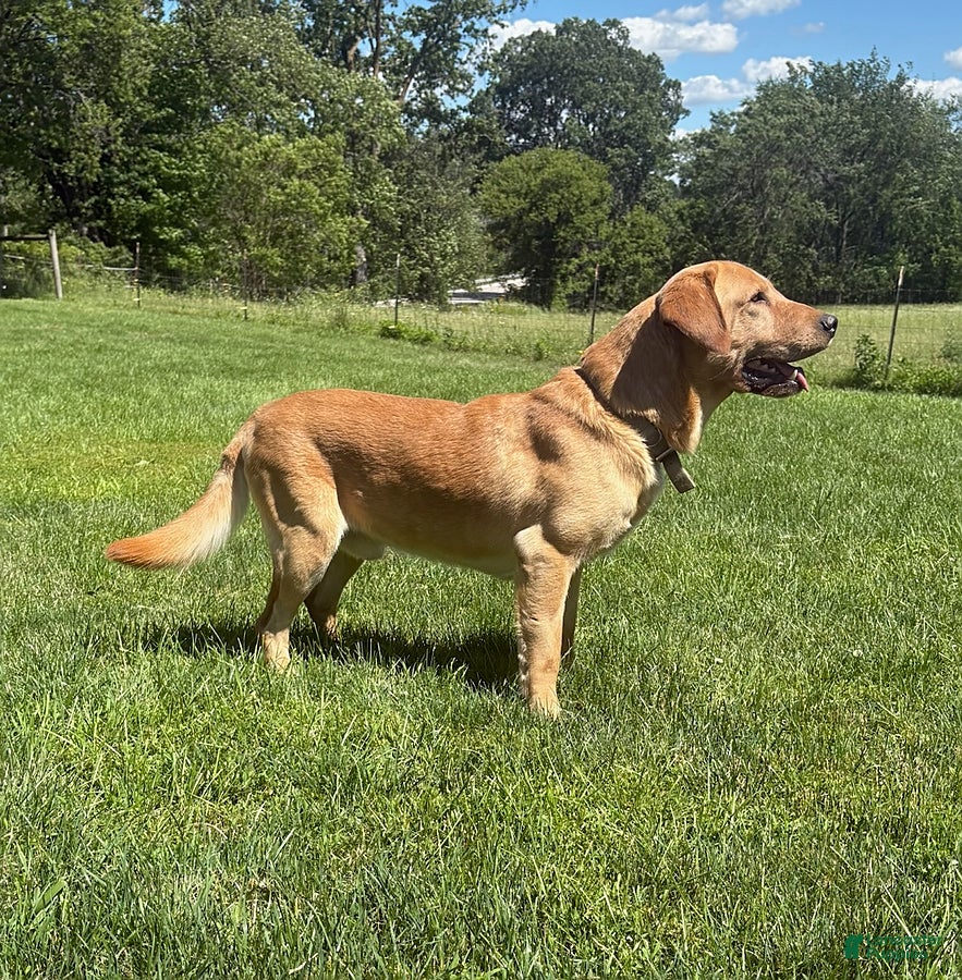 Labrador Retriever dogs Gander - Ad 35