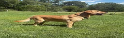 Labrador Retriever dogs for sale: Gander - Ad 1