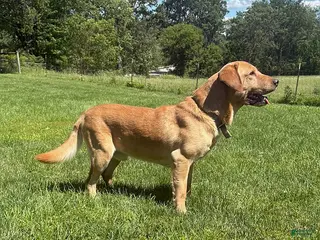 Labrador Retriever dogs Gander - Ad 35