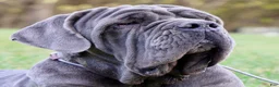 Neapolitan Mastiff dogs for sale: Neapolitan Mastiff Puppy 1 - Ad 17