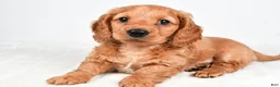 Miniature Dachshund dogs for sale: Dallas - Ad 5
