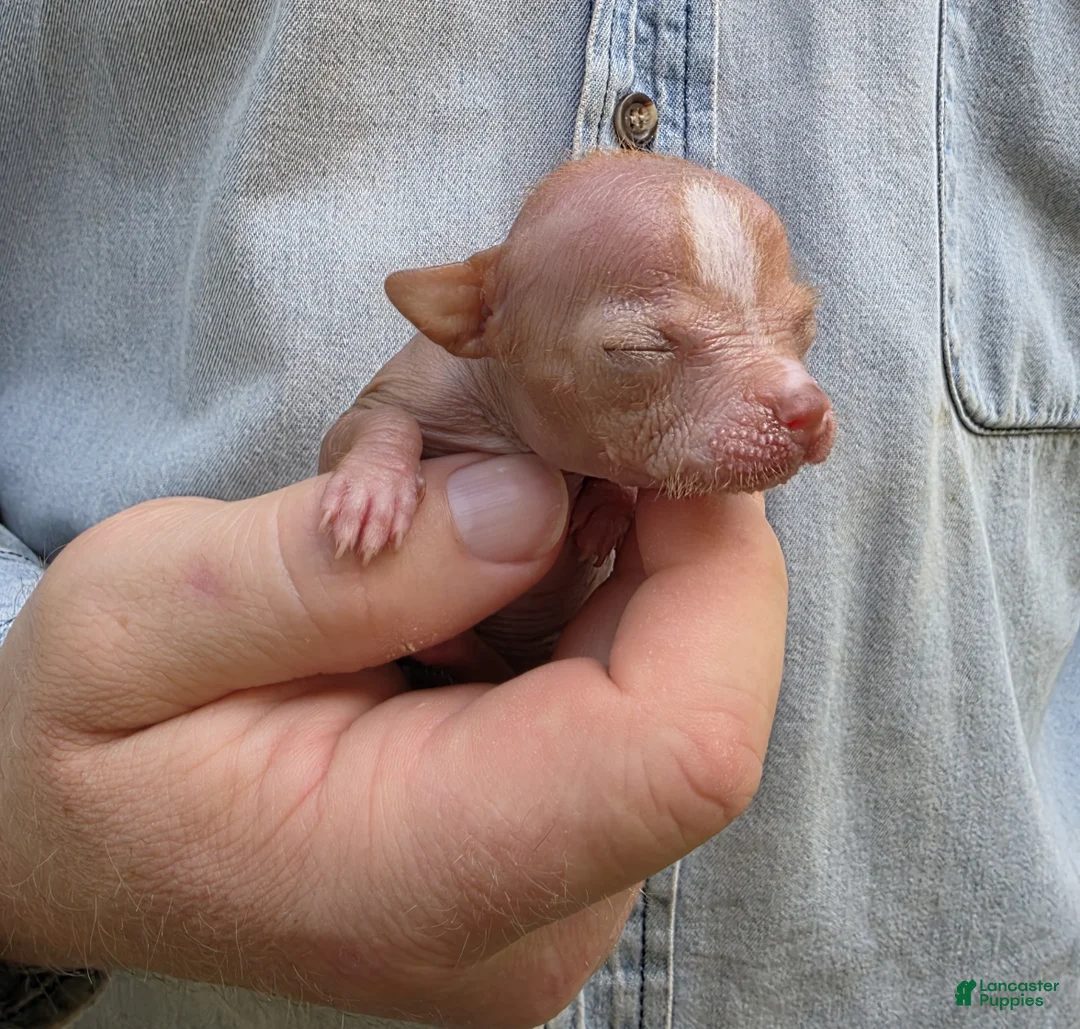 Mixed Breed dogs for sale: Lily of the Valley - Ad 1