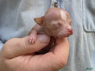Mixed Breed dogs for sale: Lily of the Valley - Ad 2
